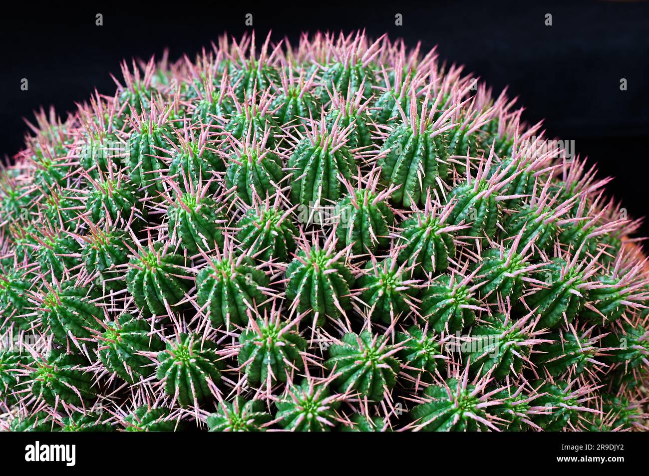 Malvern Showground, Worcestershire, Royaume-Uni. 10th mai 2023. euphorbia fimbriata plante Banque D'Images