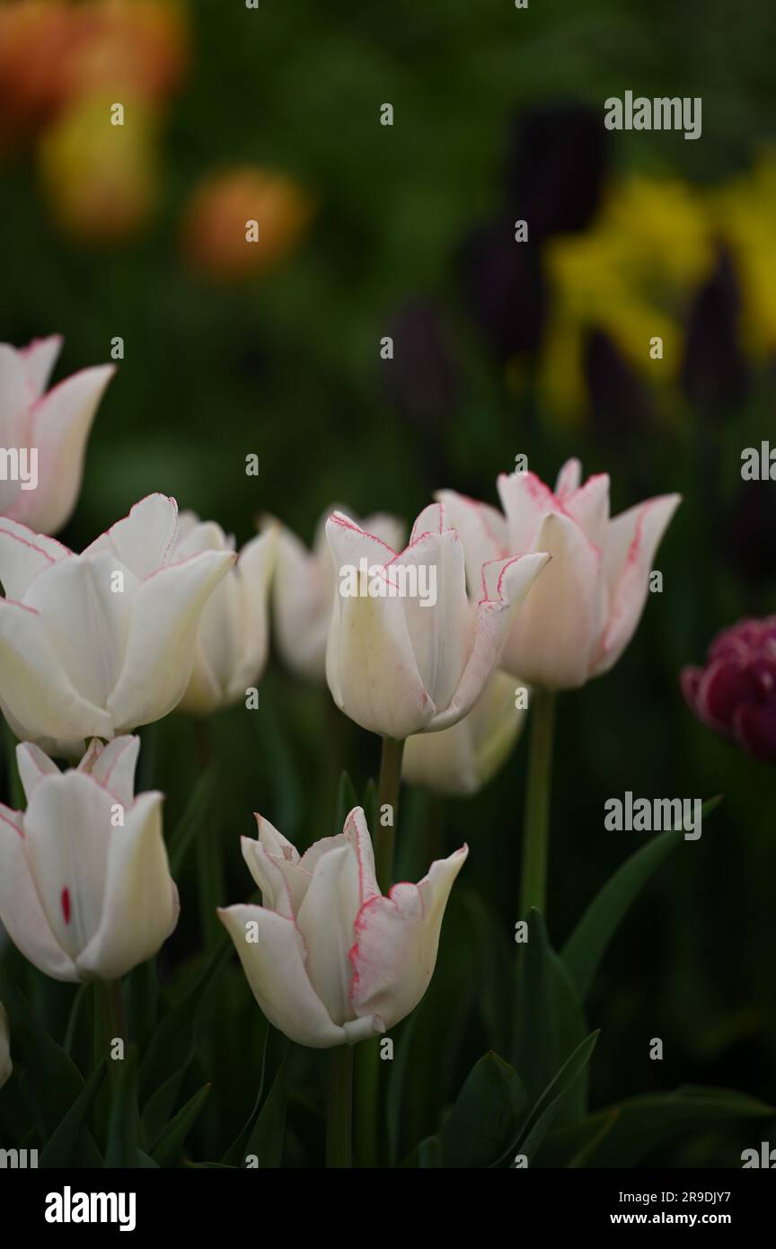 Malvern Showground, Worcestershire, Royaume-Uni. 10th mai 2023. Fleurs tulipes tendance beauté Banque D'Images