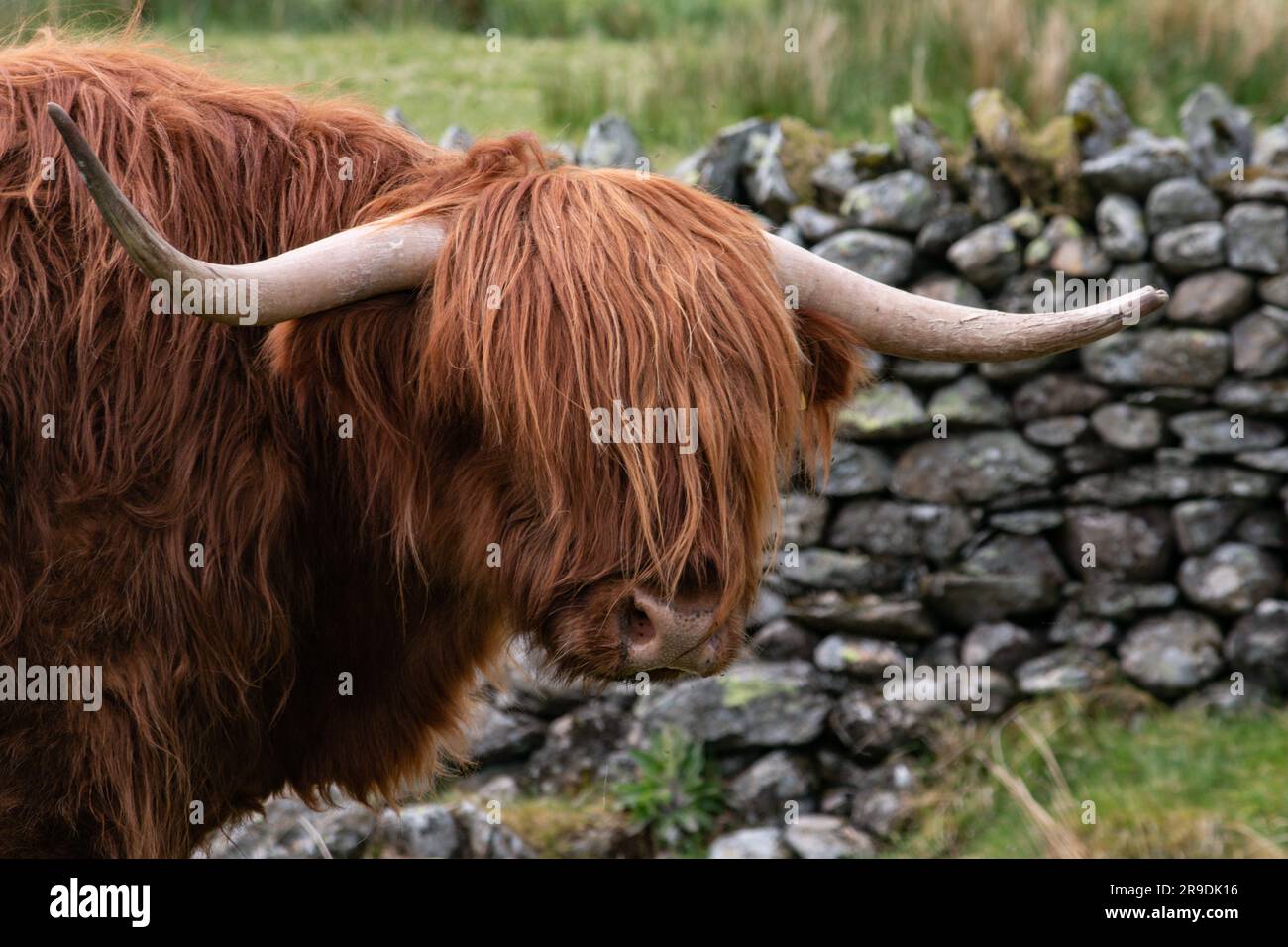 Lake District Paysage autour d'Ambleside, Windemere et Grasmere piste de ambleside o kirkstone élevage de bétail Banque D'Images