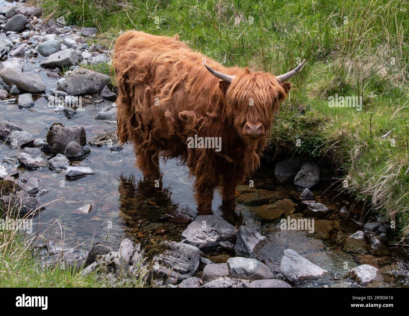 Lake District Paysage autour d'Ambleside, Windemere et Grasmere piste de ambleside o kirkstone élevage de bétail Banque D'Images