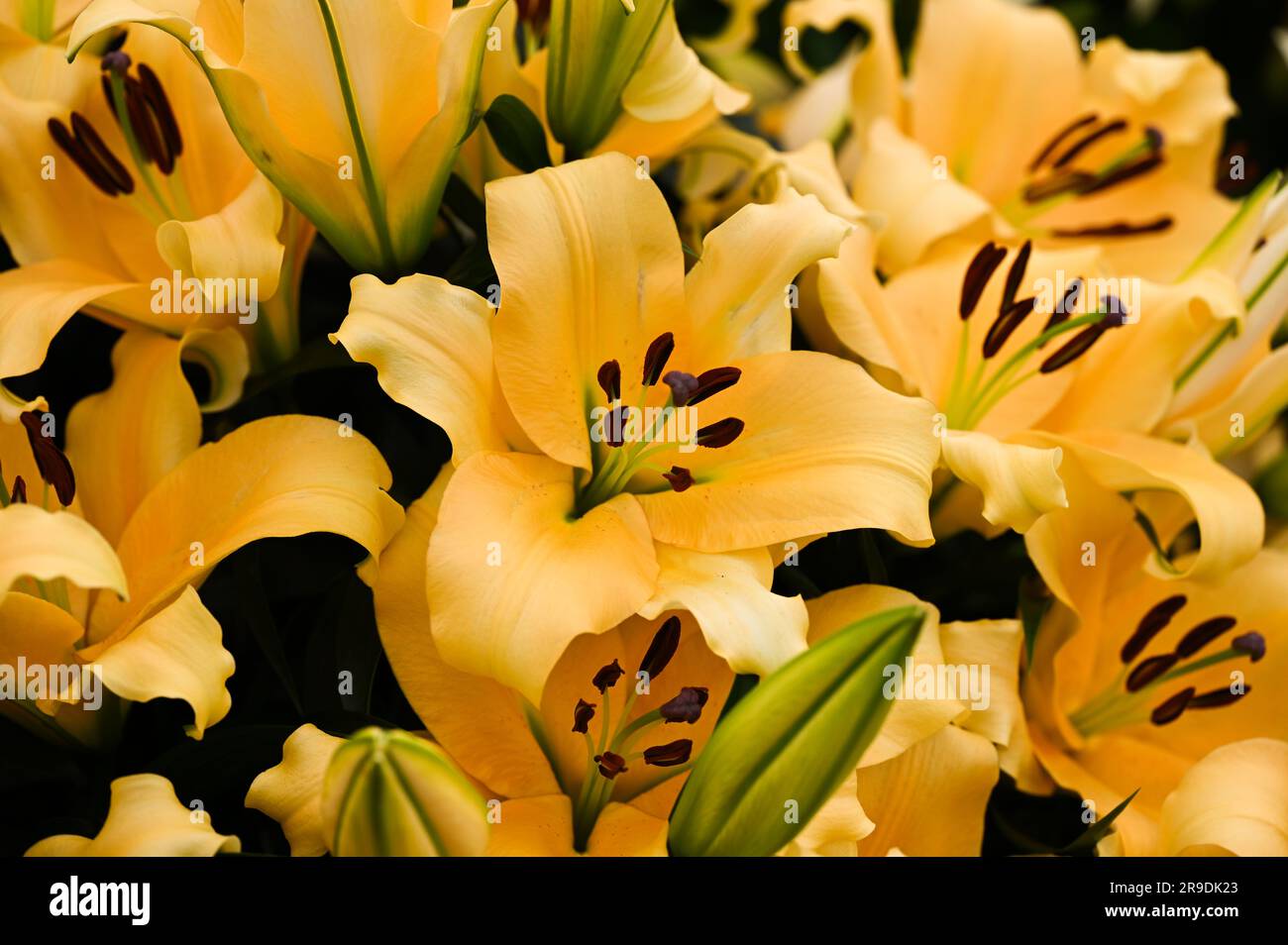 Malvern Showground, Worcestershire, Royaume-Uni. 10th mai 2023. lilium brillent Banque D'Images