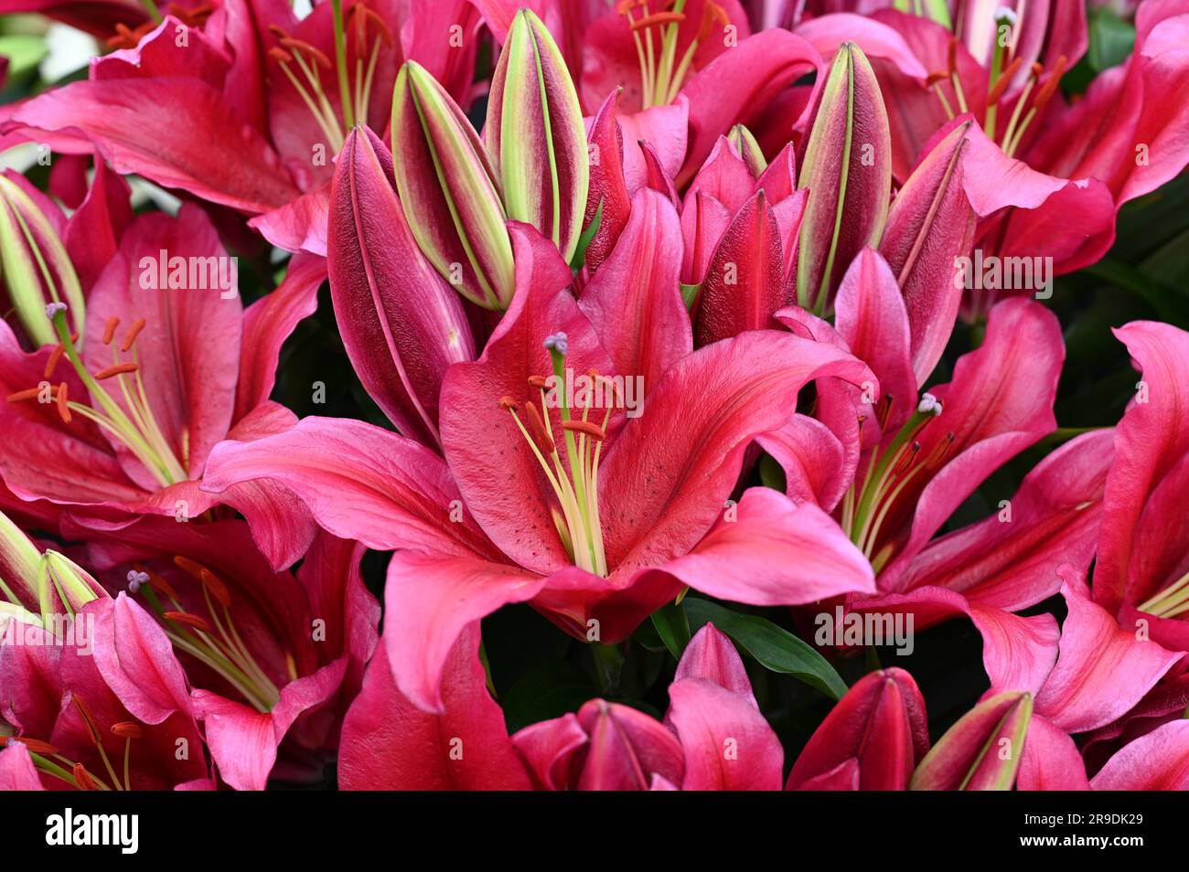 Malvern Showground, Worcestershire, Royaume-Uni. 10th mai 2023. fleurs de lilium jacksonville Banque D'Images