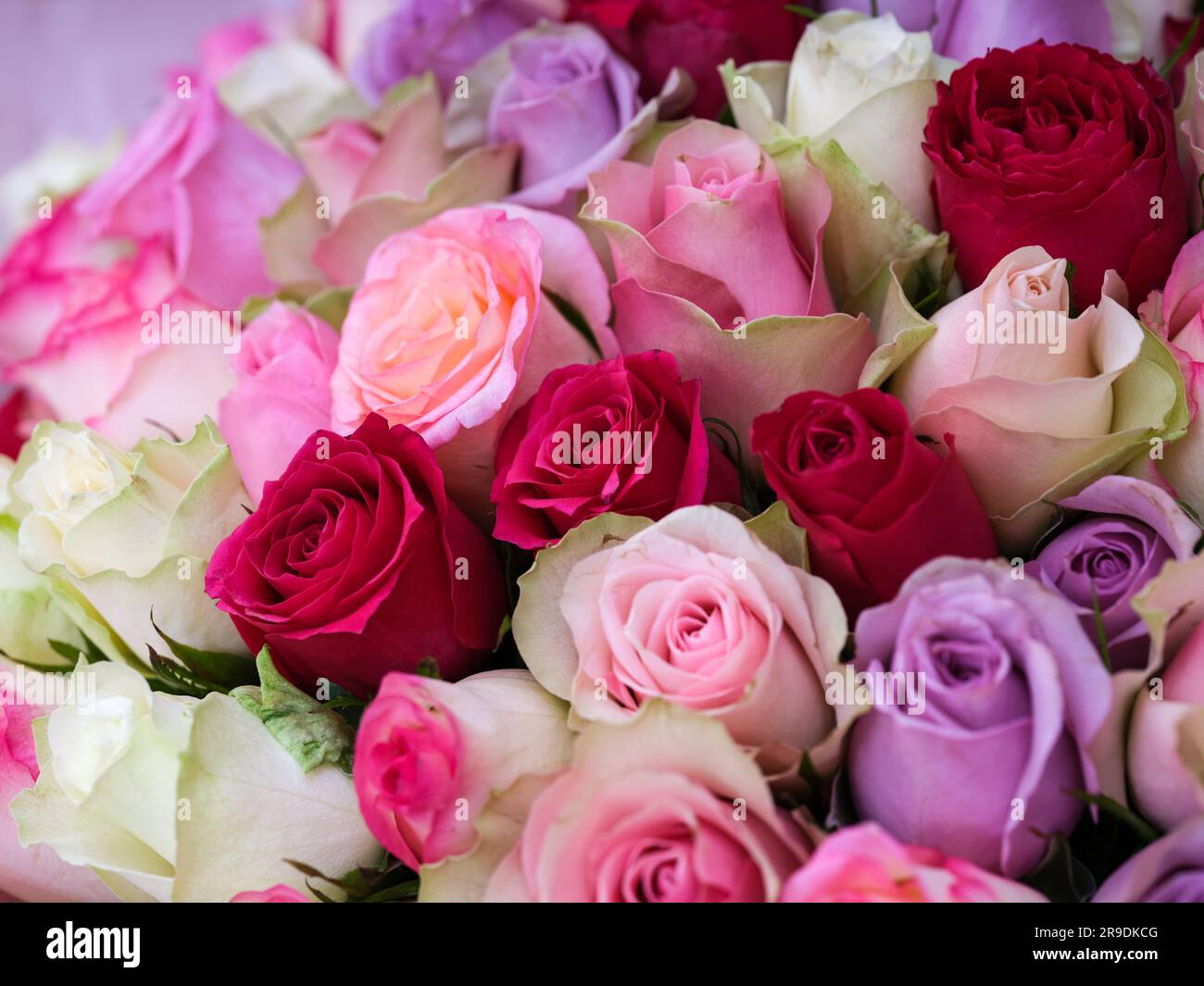 Un beau bouquet de roses rouges, roses, blanches et violettes. Banque D'Images