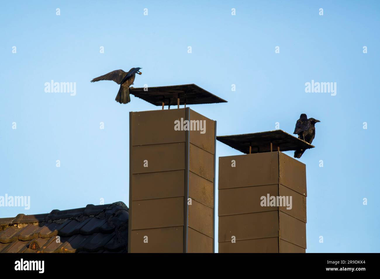 Corneilles de carrion (Corvus corone) sur cheminées, Wetter sur la Ruhr, Rhénanie-du-Nord-Westphalie, Allemagne. Ravenkraehen (Corvus corone) auf Schornsteinen, Banque D'Images