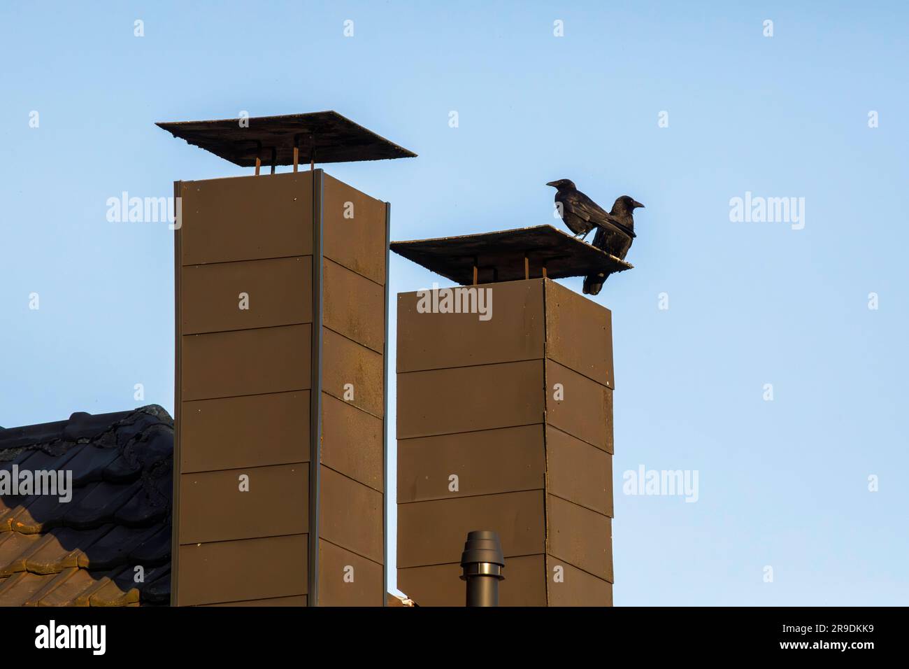 Corneilles de carrion (Corvus corone) sur cheminée, Wetter sur la Ruhr, Rhénanie-du-Nord-Westphalie, Allemagne. Ravenkraehen (Corvus corone) auf Schornstein, Wet Banque D'Images