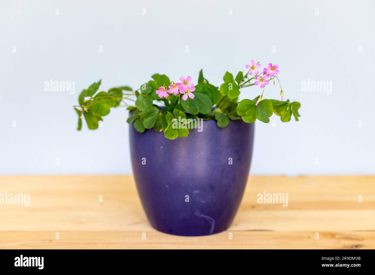 Plante de shamrock verte avec des fleurs roses dans un beau pot en céramique Banque D'Images