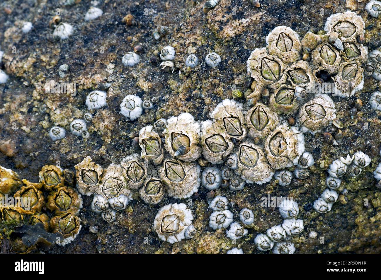 Northern Rock Barnacle, Common Rock Barnacle (Semibalanus balanoides). Groupe sur un rocher. Mer du Nord, Allemagne Banque D'Images