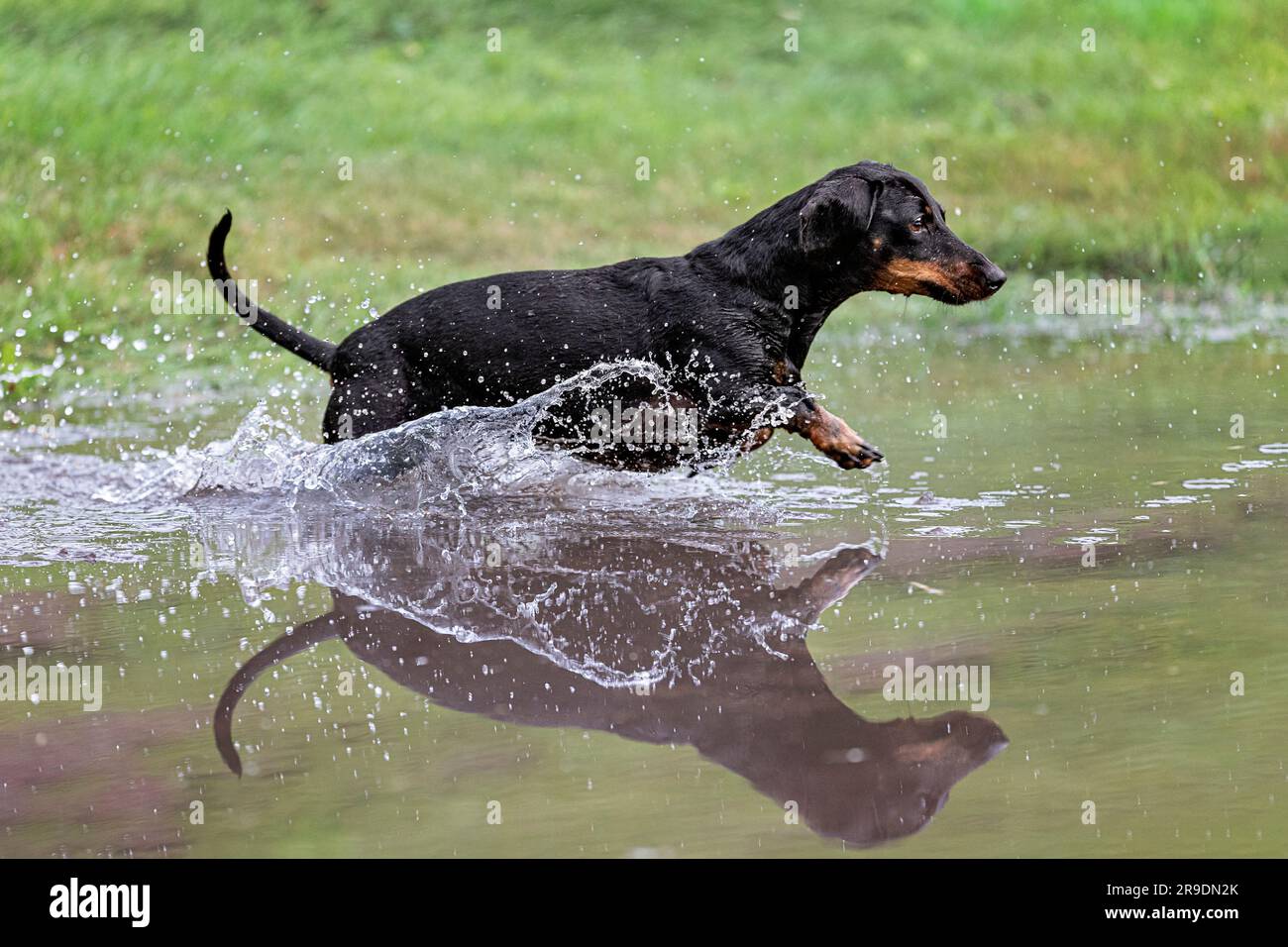 Dachshund lisse. Chien adulte qui s'exécute dans une grande flaque. Allemagne Banque D'Images