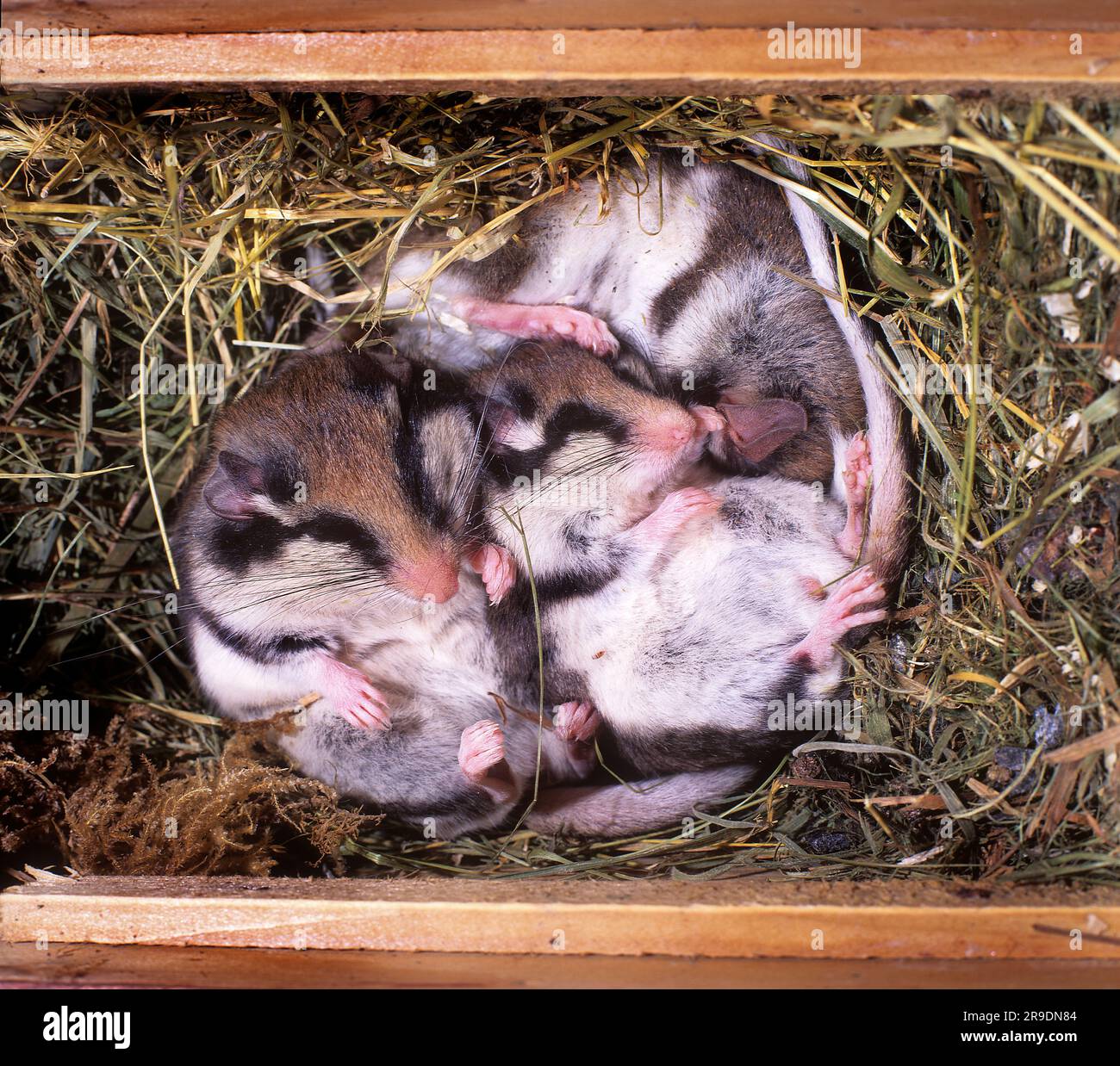 Souris de jardin (Eliomys quercinus). Trois animaux hibernant dans une boîte de nid. Allemagne Banque D'Images