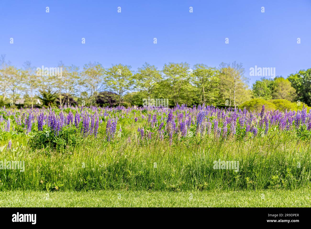 un champ coloré de lupins fleuris à southampton Banque D'Images
