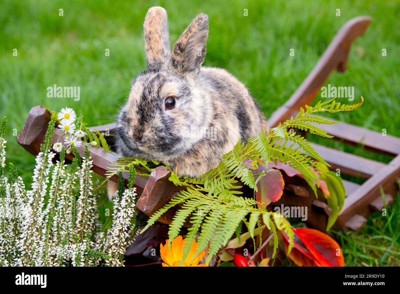 Lapin domestique. Lapin tricolore nain dans la décoration d'automne Banque D'Images