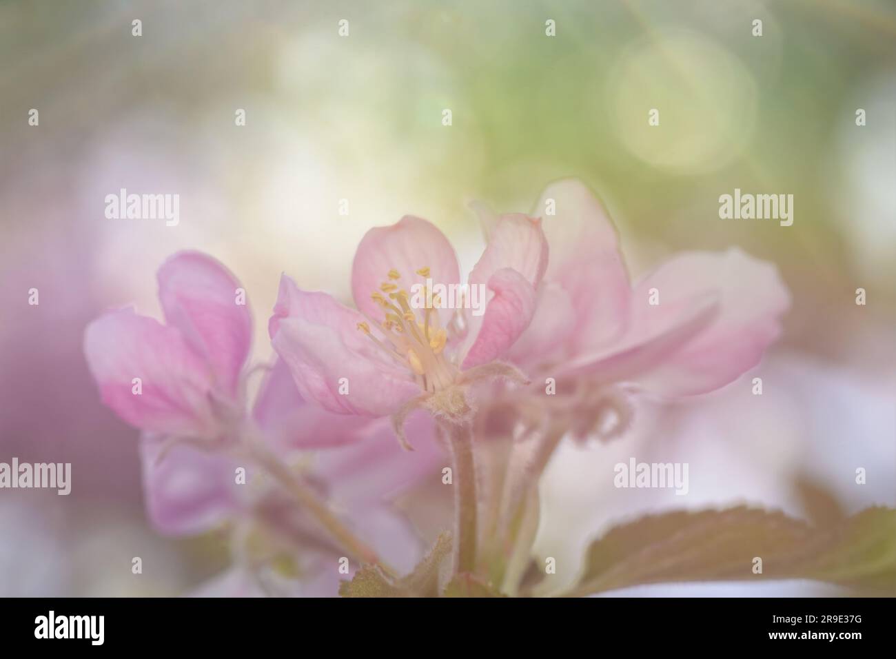 Image rêveuse de fleurs de pomme délicates, rose clair au printemps Banque D'Images