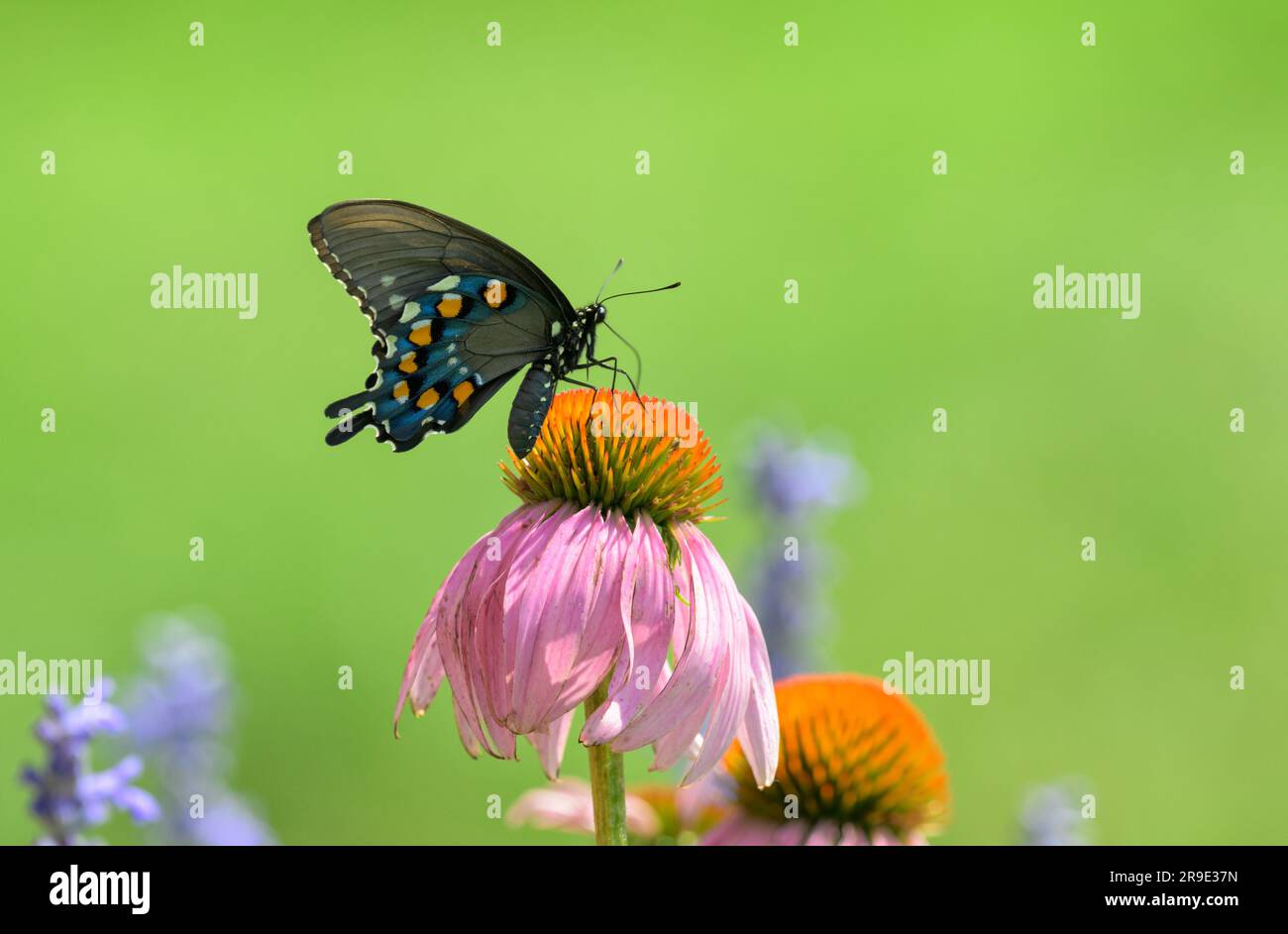 Vue ventrale d'un papillon à queue de cygne de Pipevine pollinisant la fleur de conée pourpre Banque D'Images