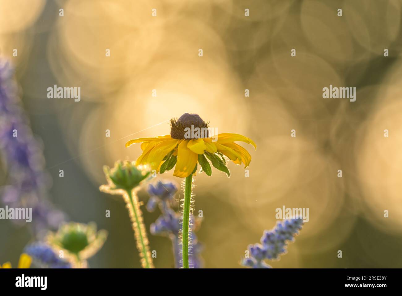 Fleur à yeux noirs de Susan rétro-éclairée par le soleil de fin de printemps en soirée avec quelques fleurs de sauge pourpre autour d'elle Banque D'Images