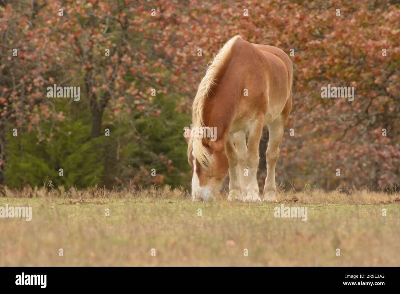 Un cheval de trait belge s'amuse sur l'herbe dans un pâturage d'automne, avec des arbres aux couleurs d'automne derrière lui Banque D'Images