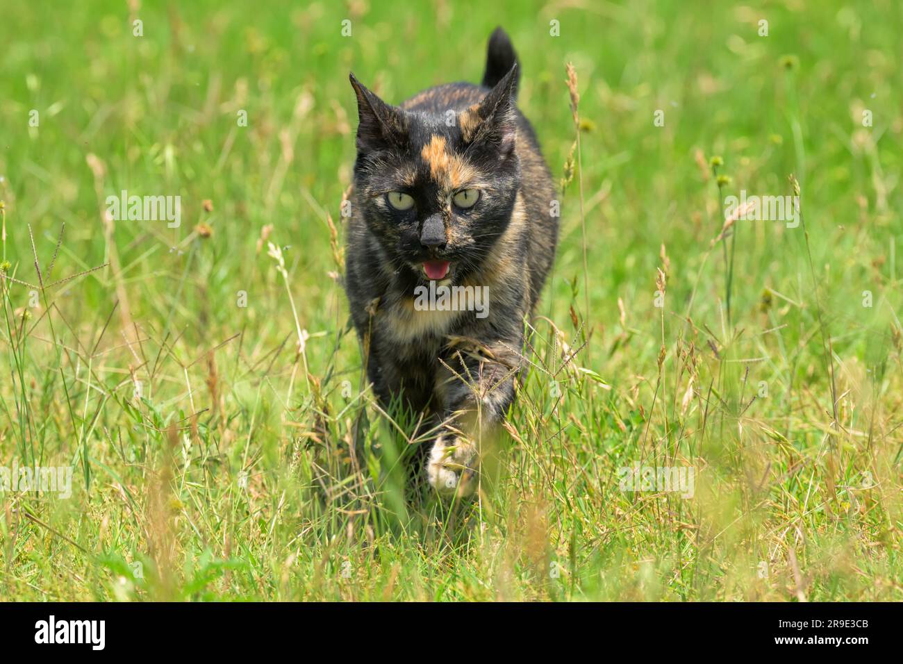 Le chat tortoiseshell avance vers le spectateur en herbe lors d'une journée de printemps ensoleillée Banque D'Images