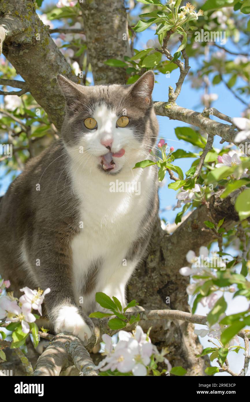 Beau chat gris et blanc dans un pommier à fleurs au printemps Banque D'Images