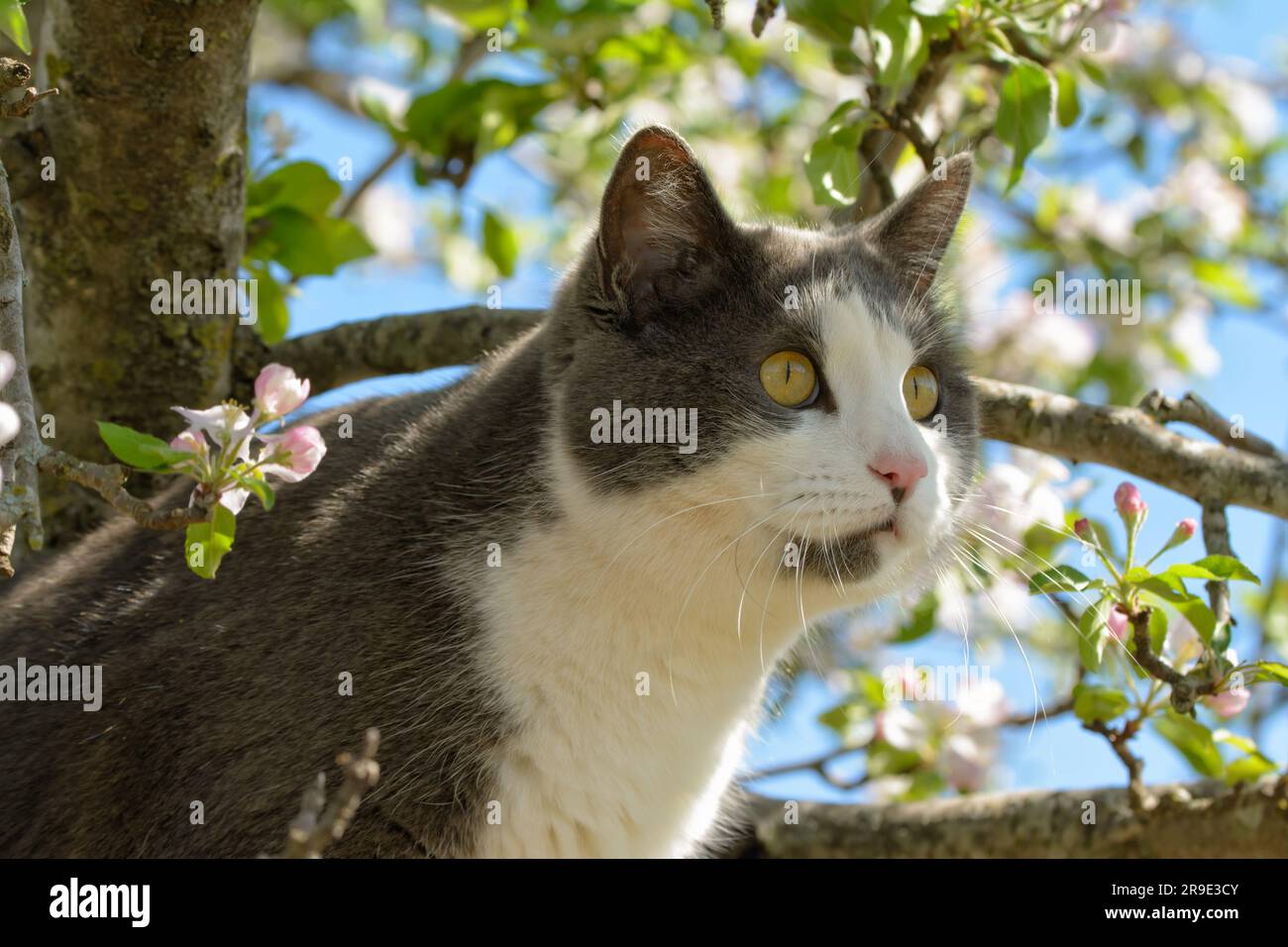 Chat gris et blanc grimpant dans un pommier en fleur le jour ensoleillé du printemps; regardant à droite Banque D'Images