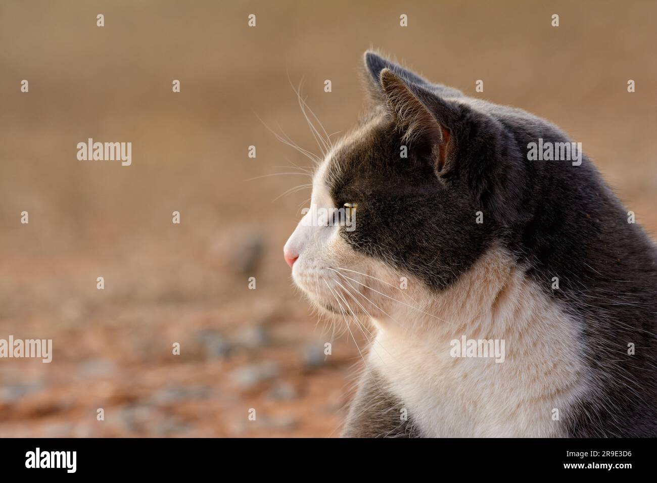 Profil d'un chat gris et blanc regardant vers la gauche, sur fond beige discret, avec espace de copie Banque D'Images
