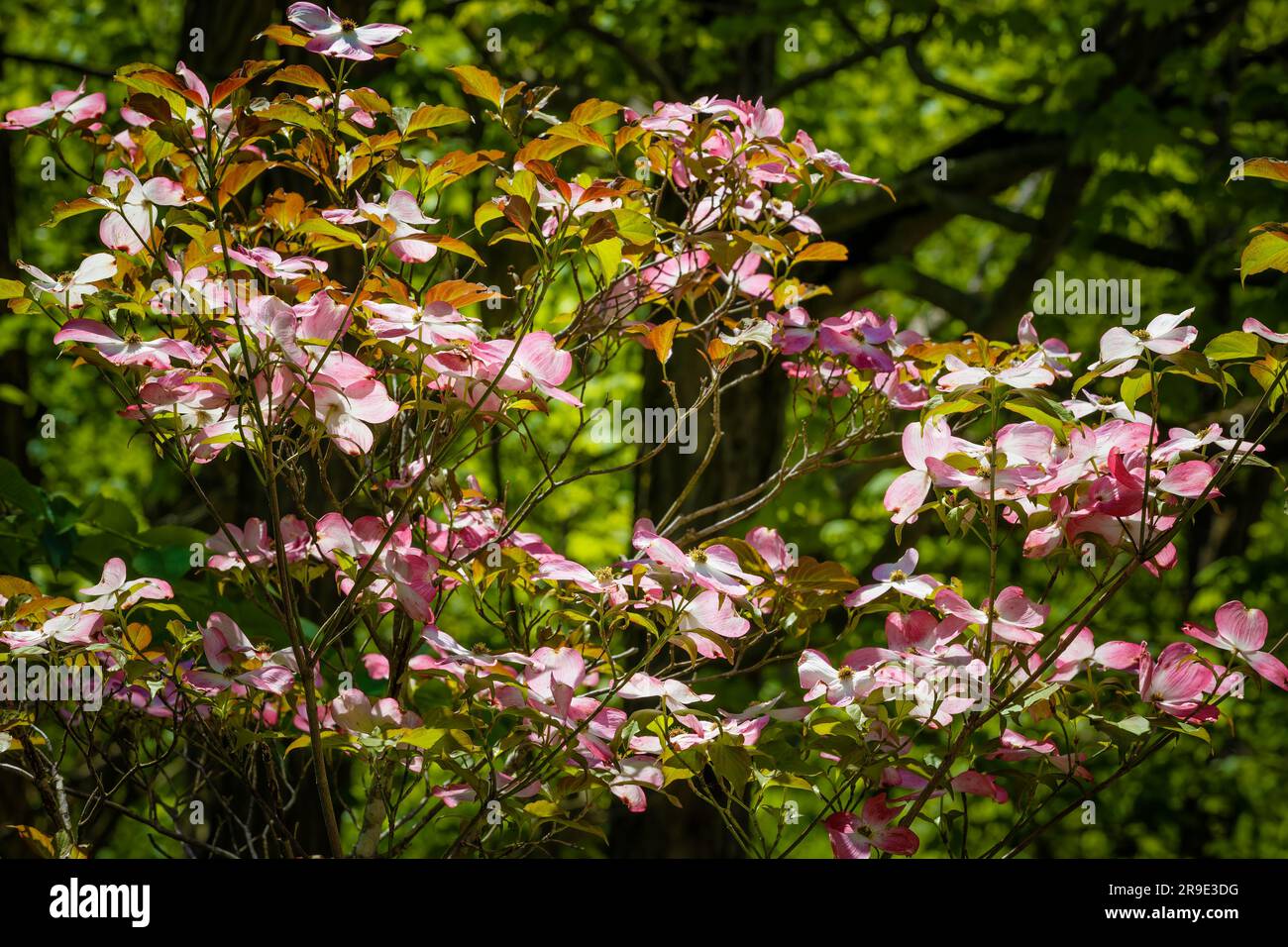 Gros plan d'un cornouiller en pleine floraison dans une forêt du parc national de Cuyahoga Valley Banque D'Images