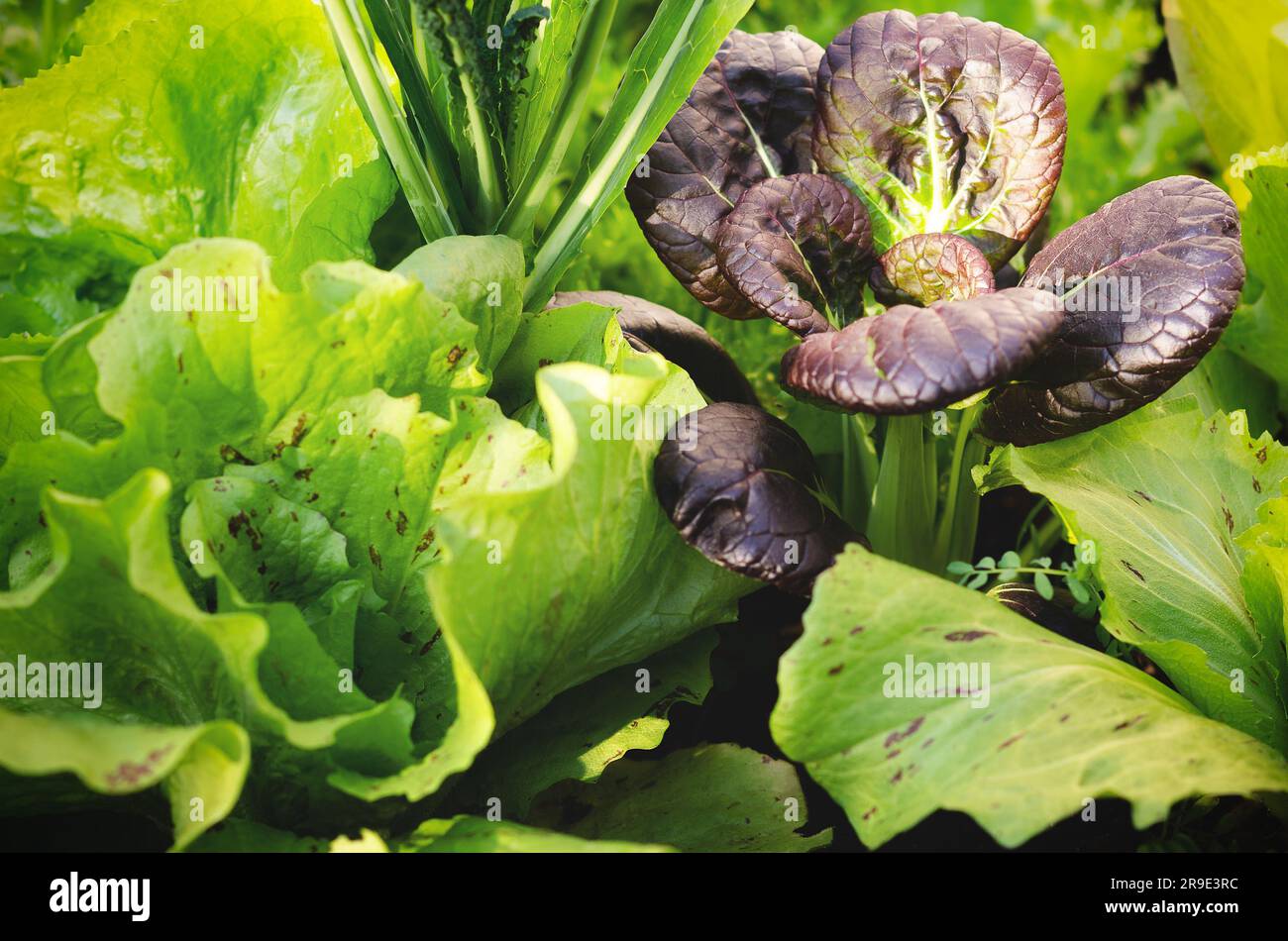 Légumes poussant dans un potager urbain. Banque D'Images