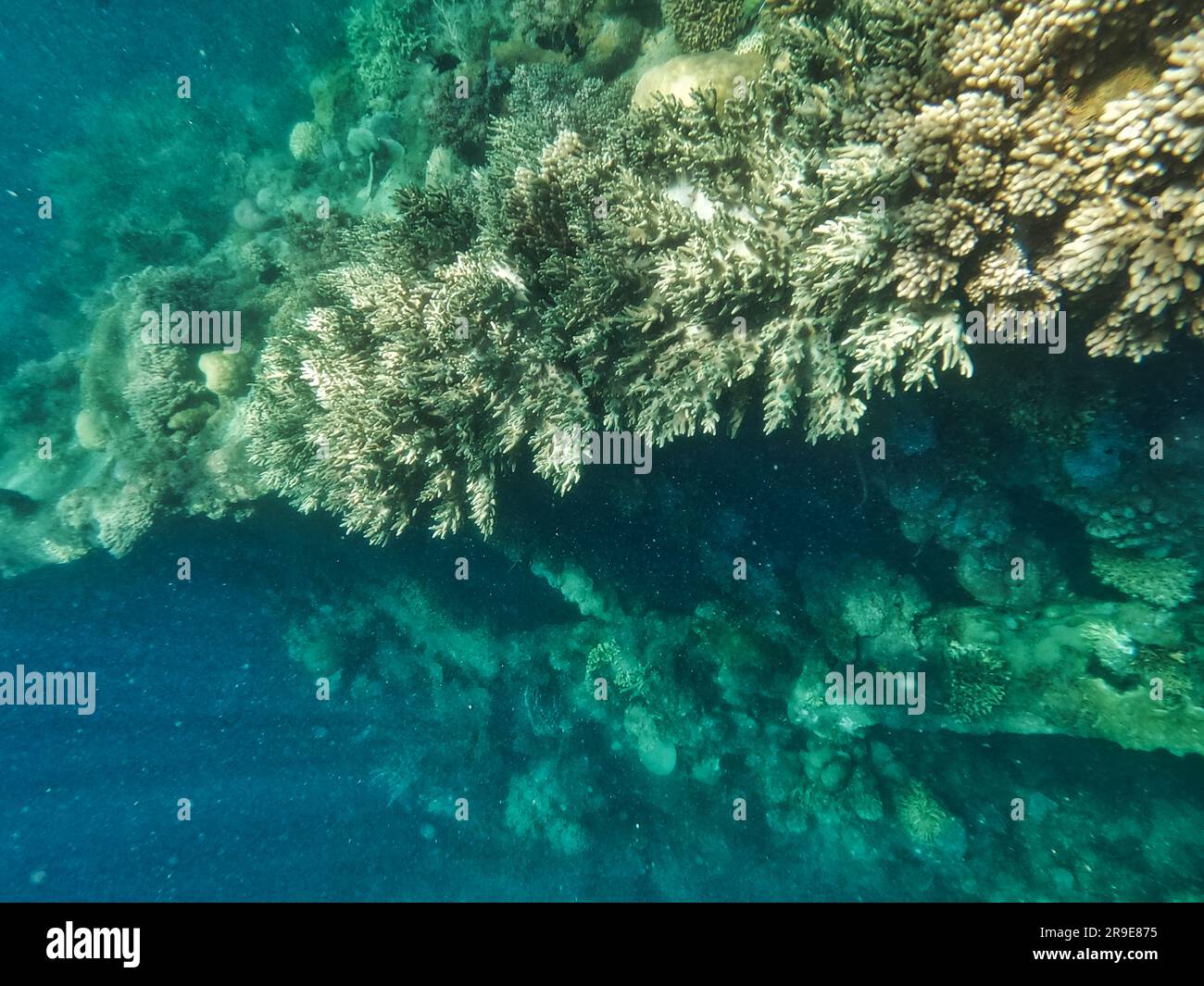 Épave japonaise, îles Coron, Palawan, Philippines, Asie Banque D'Images