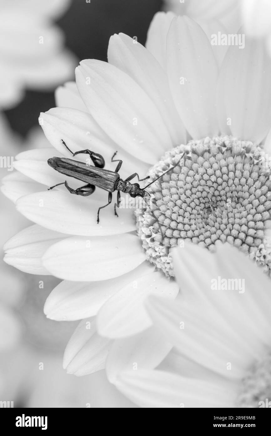 Image en noir et blanc d'un coléoptère à pattes épaisses (Oedemera nobilis), sur Anthemis tinctoria E.C. Buxton Banque D'Images