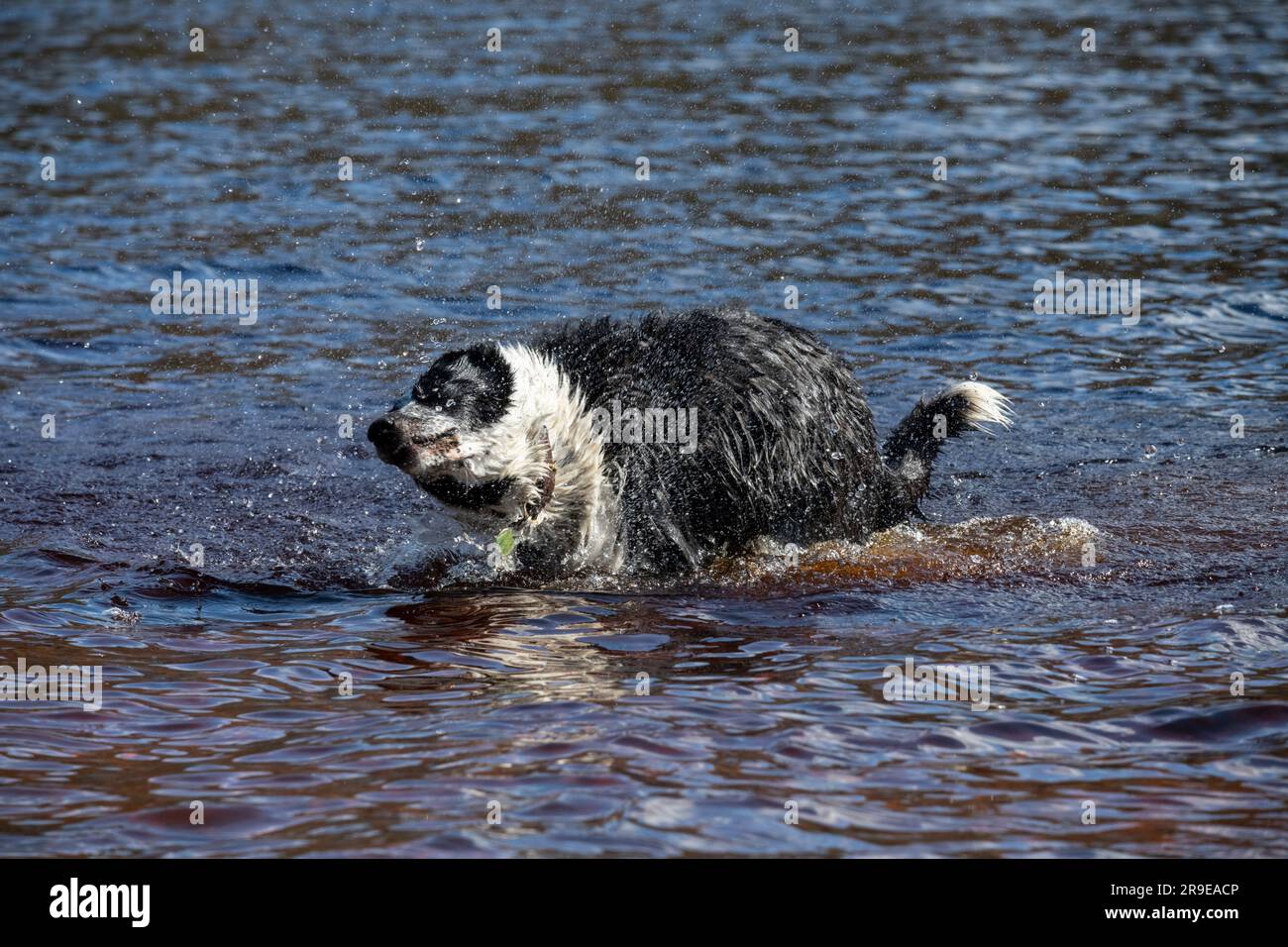 Une frontière noire et blanche Collie profiter de l'amusement dans l'eau d'un lac au soleil de printemps Banque D'Images