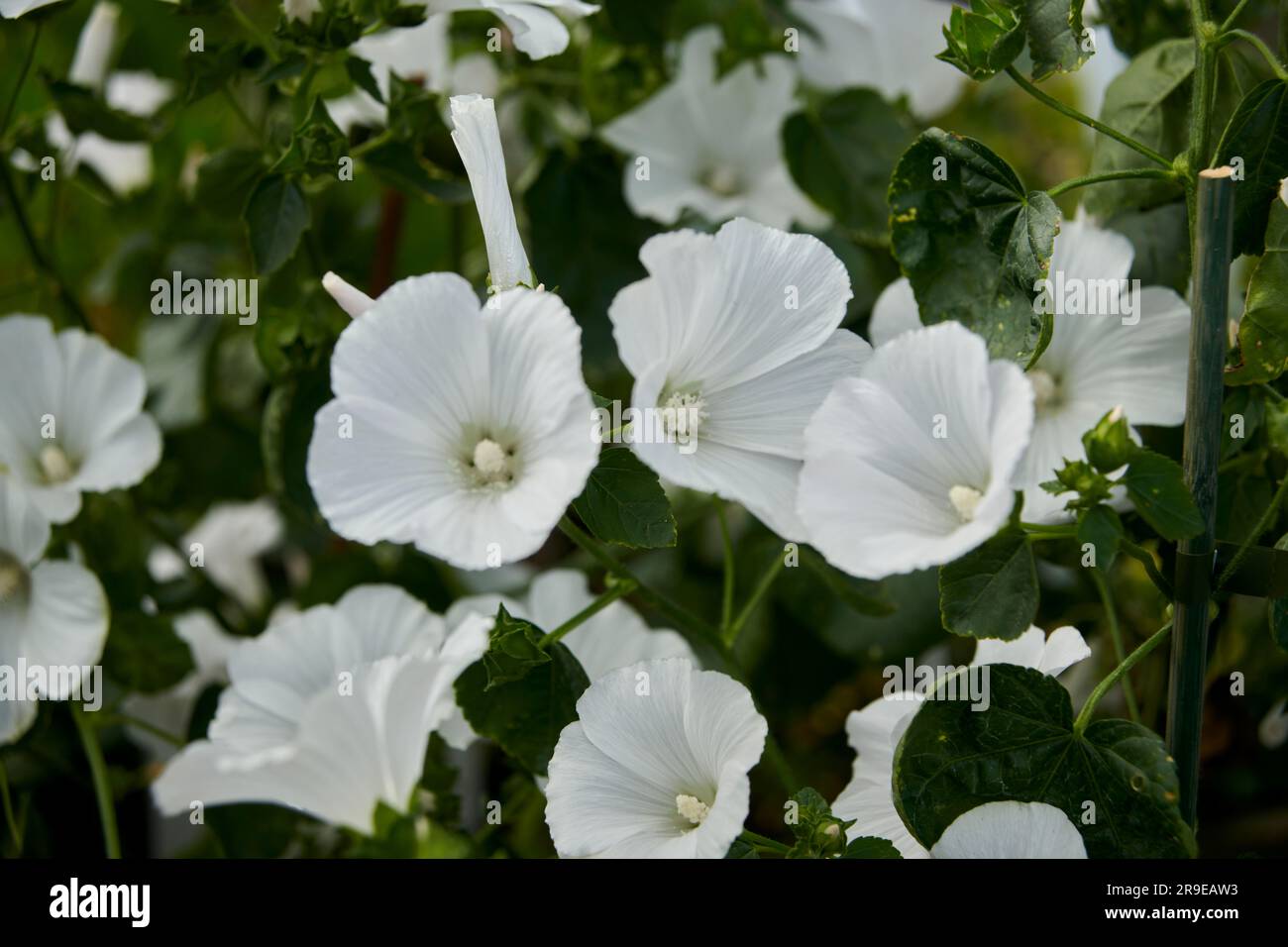 Semi Di Lavatera Trimestris 'Ruby Regis' – Malva Annuale Per Pascolo D'Api – Thompson & Morgan 6450