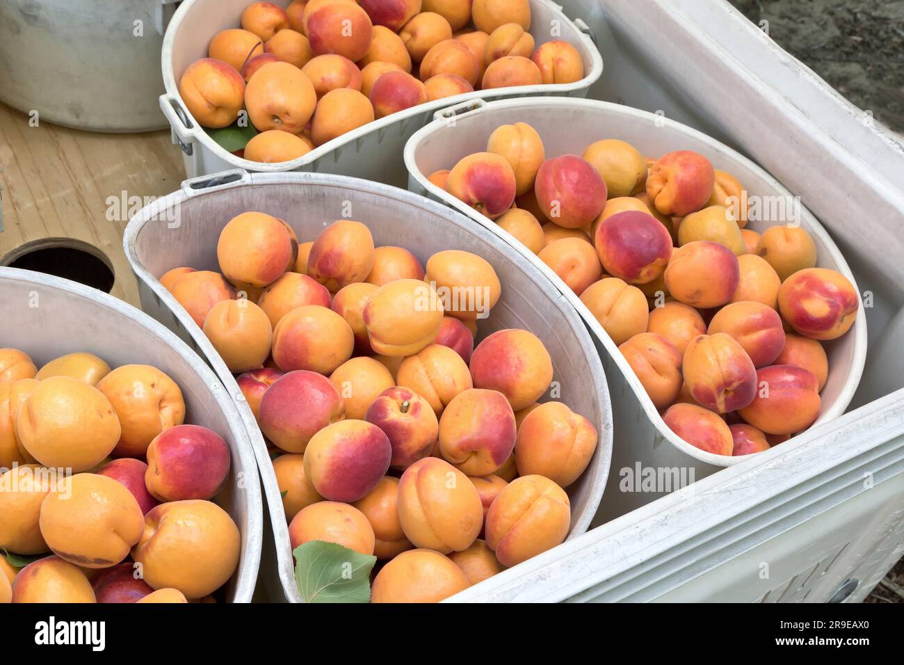 Robada Apricot récolte 'Prunus armeniaca' Washington. Banque D'Images