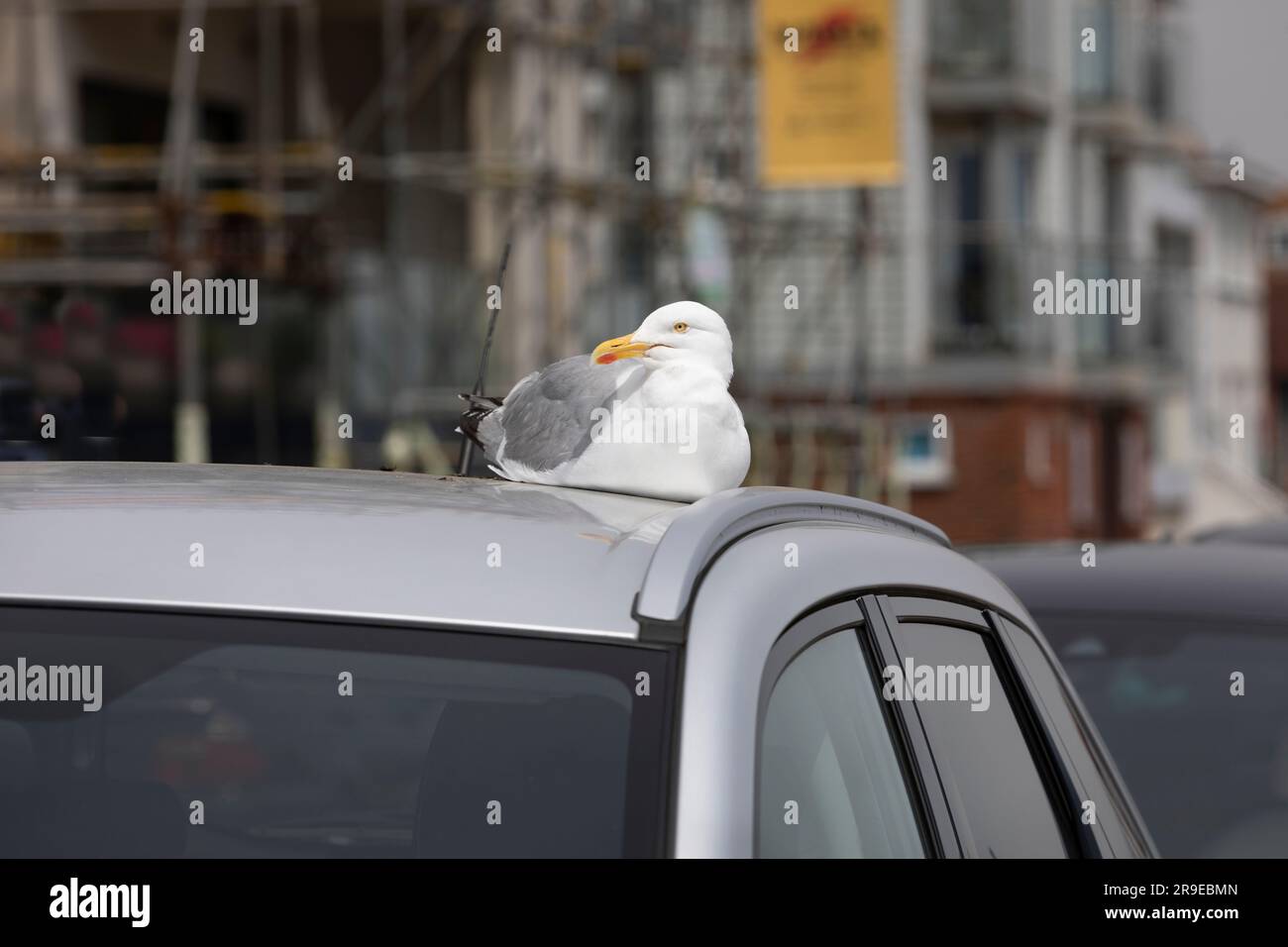 Assis sur le toit de la voiture Banque de photographies et d’images à ...
