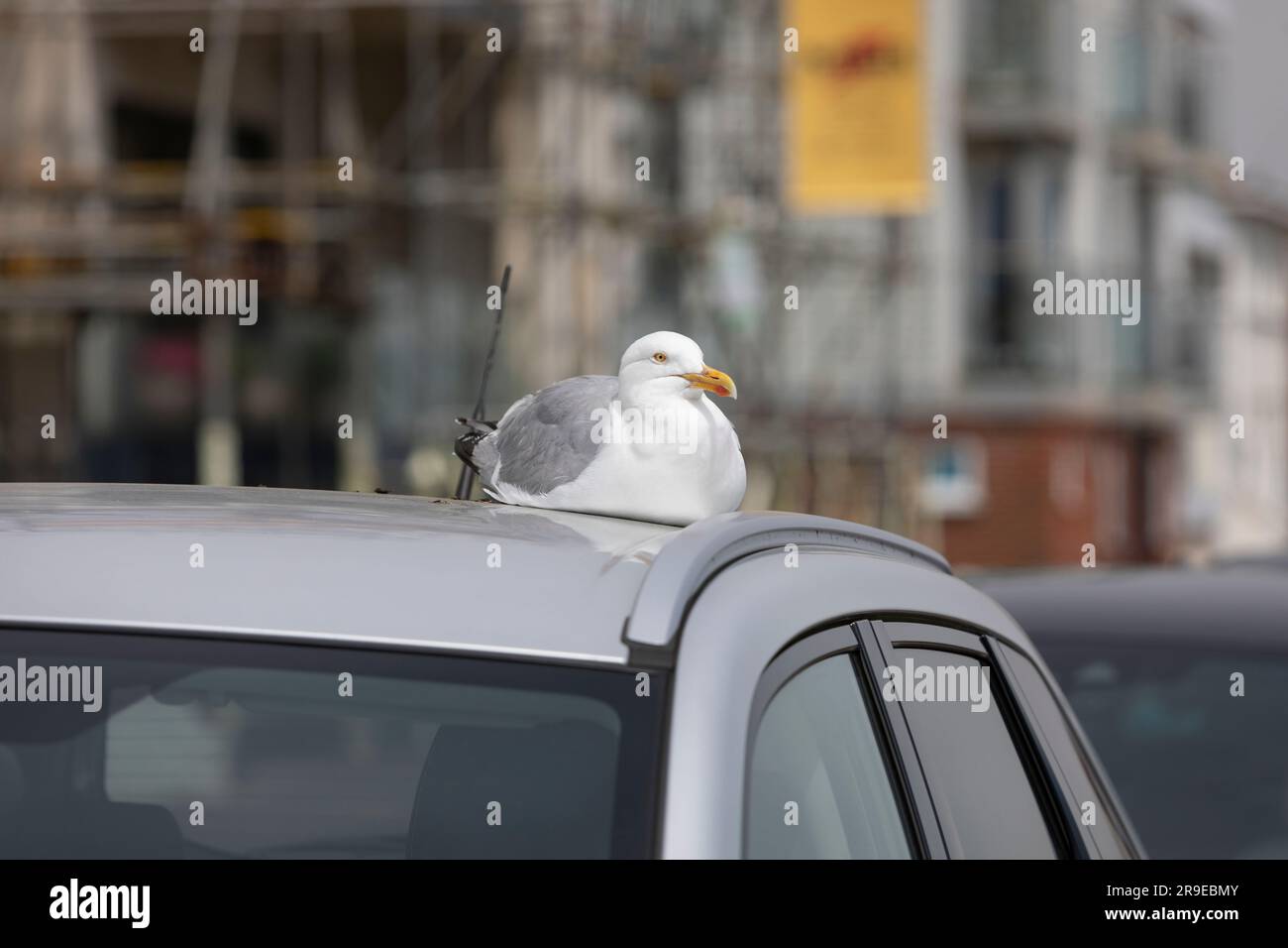 Assis sur le toit de la voiture Banque de photographies et d’images à ...