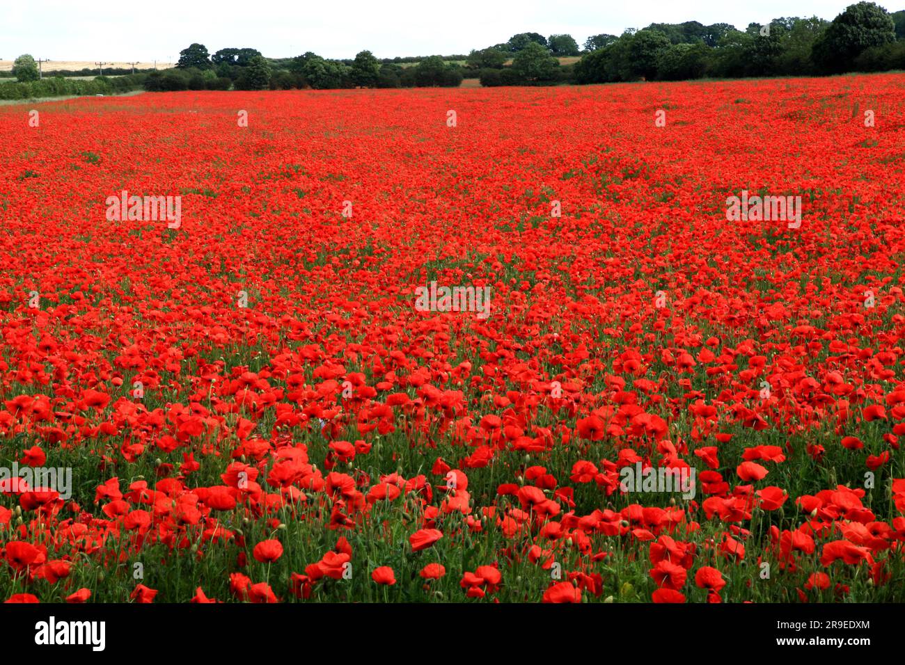 Coquelicots au champ, coquelicot, rhoeas de Papaver, Ringstead, Norfolk, Angleterre, Royaume-Uni Banque D'Images