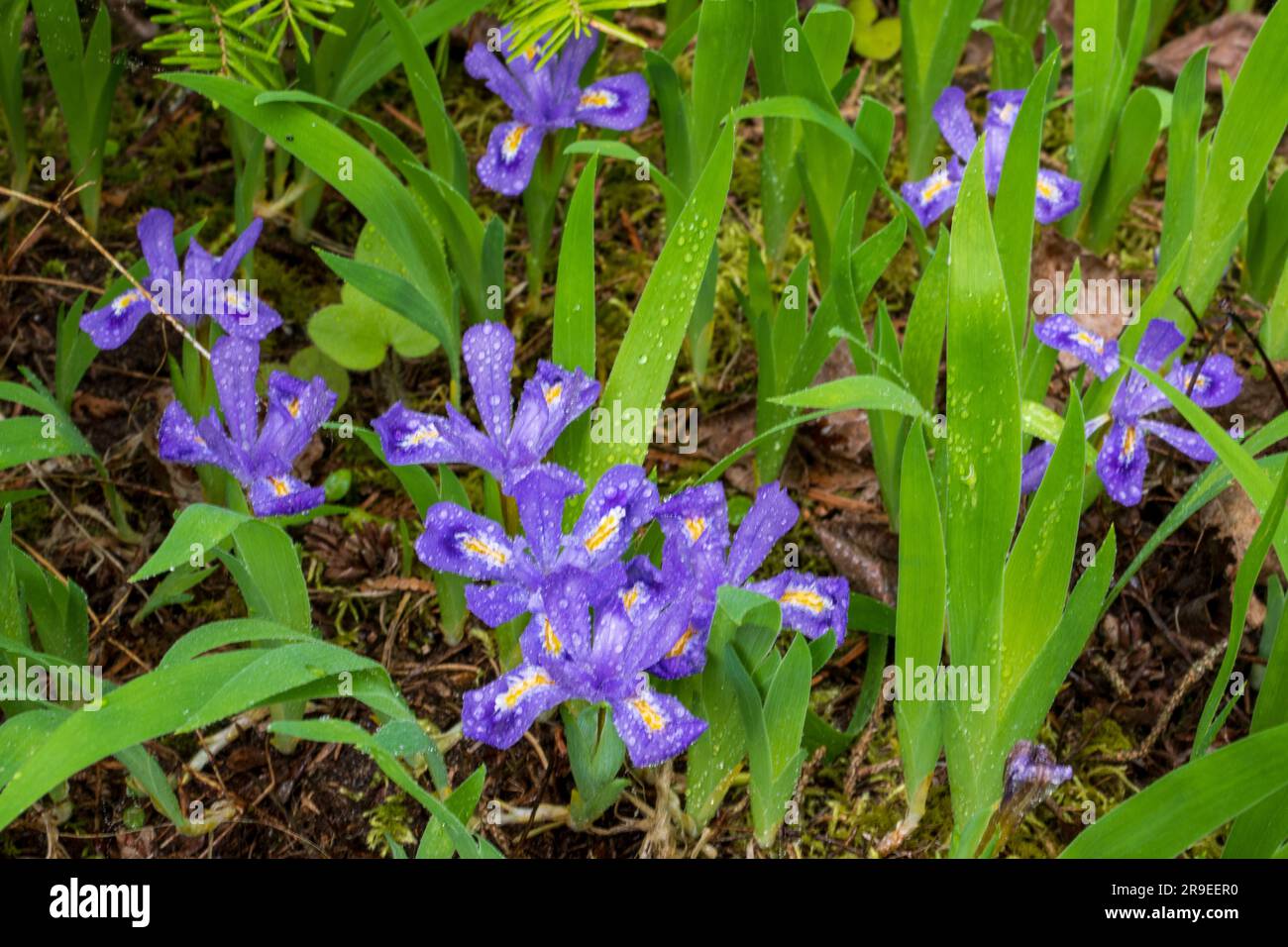 L'iris du lac nain ( Iris lacustris) est une plante vivace originaire de la région des Grands Lacs de l'est de l'Amérique du Nord. Il a un statut de conservation G3. Banque D'Images