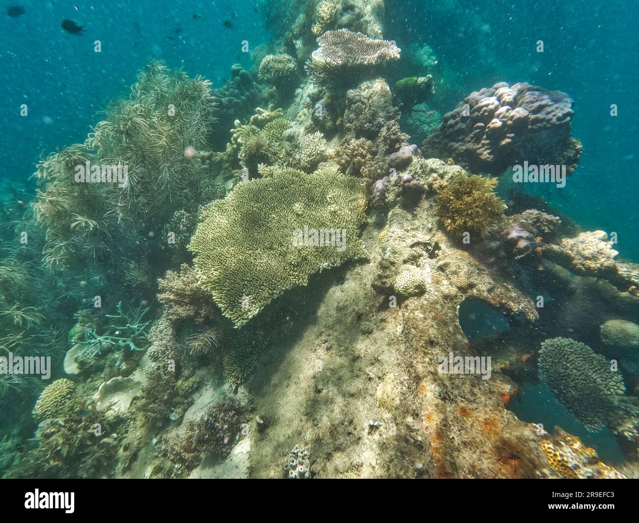 Épave japonaise, îles Coron, Palawan, Philippines, Asie Banque D'Images