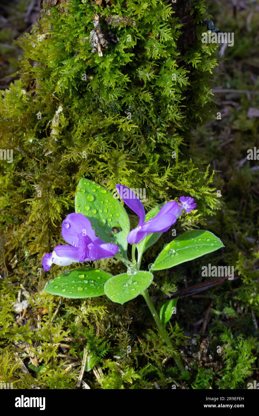 L'iris du lac nain ( Iris lacustris) est une plante vivace originaire de la région des Grands Lacs de l'est de l'Amérique du Nord. Il a un statut de conservation G3. Banque D'Images