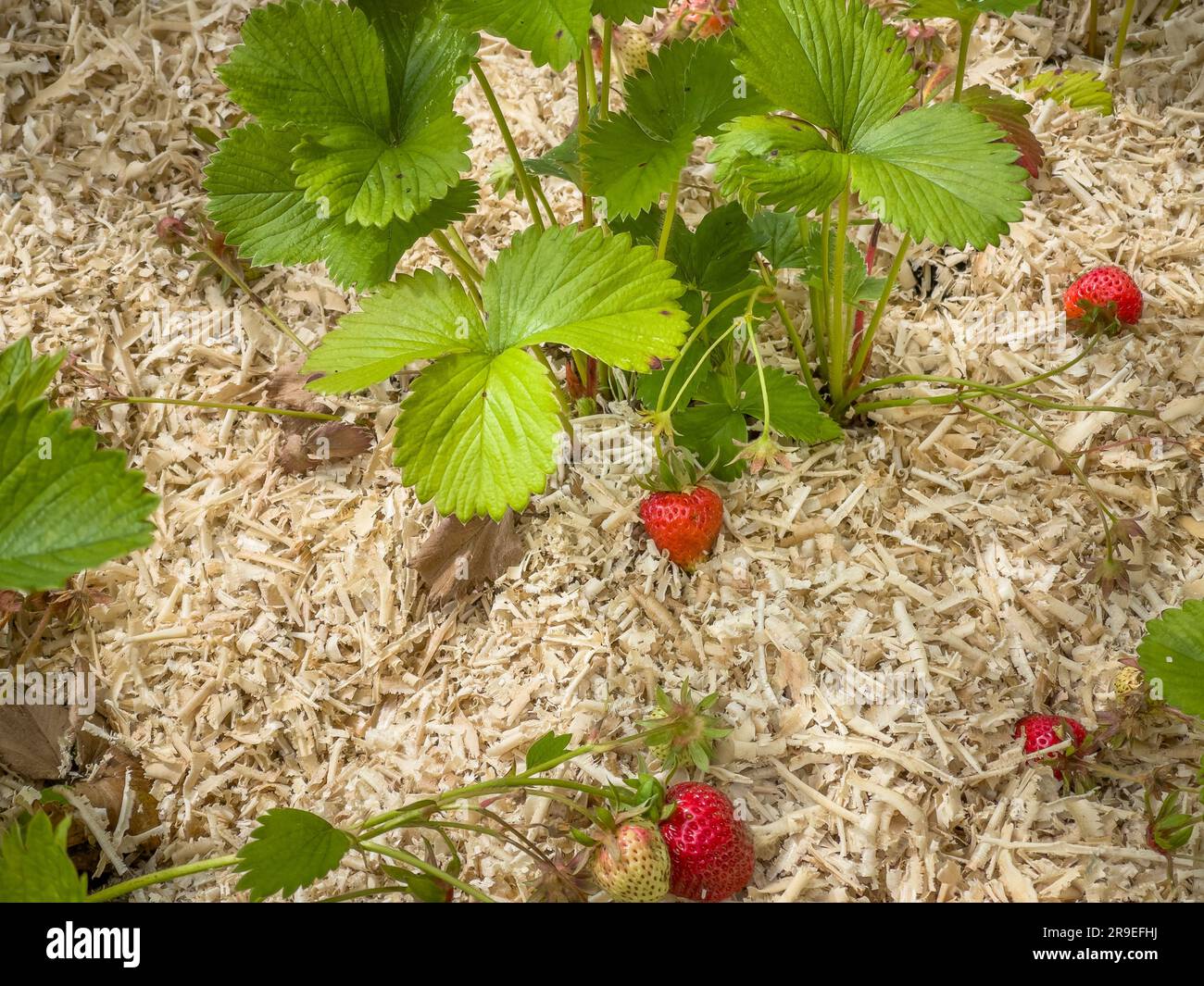 Gros plan de fraises mûres et de paillis de sciure Banque D'Images