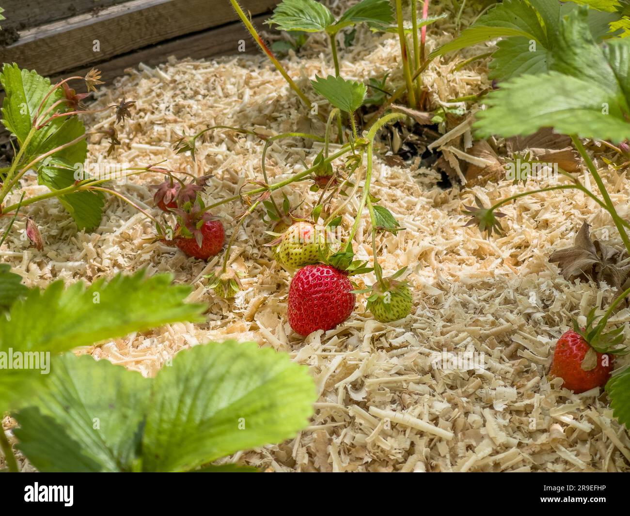 Gros plan de fraises mûres et de paillis de sciure Banque D'Images