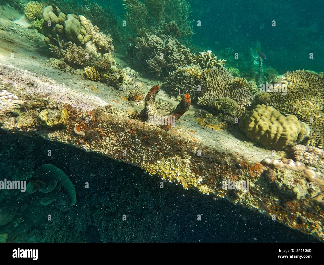 Épave japonaise, îles Coron, Palawan, Philippines, Asie Banque D'Images