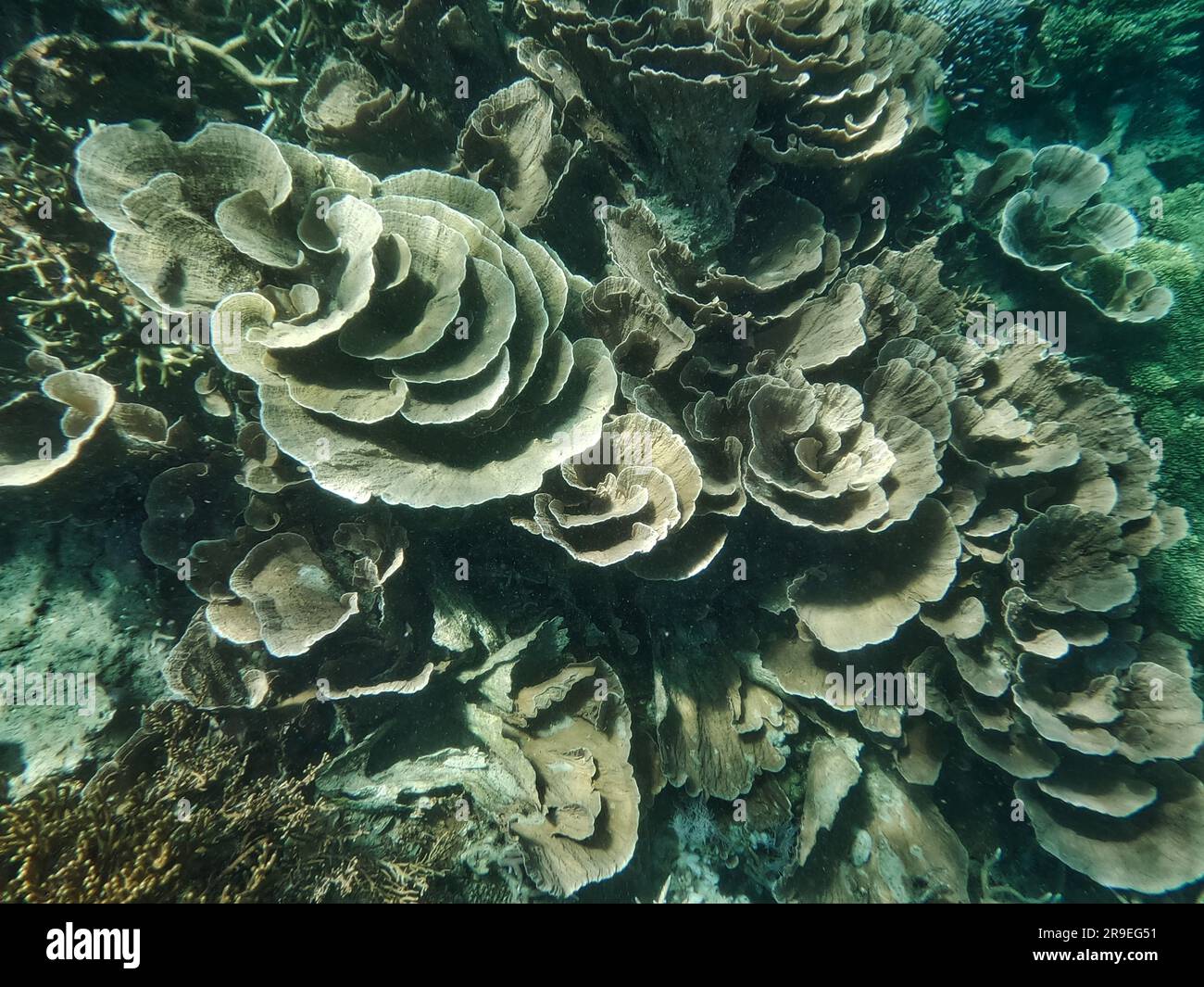 Épave japonaise, îles Coron, Palawan, Philippines, Asie Banque D'Images