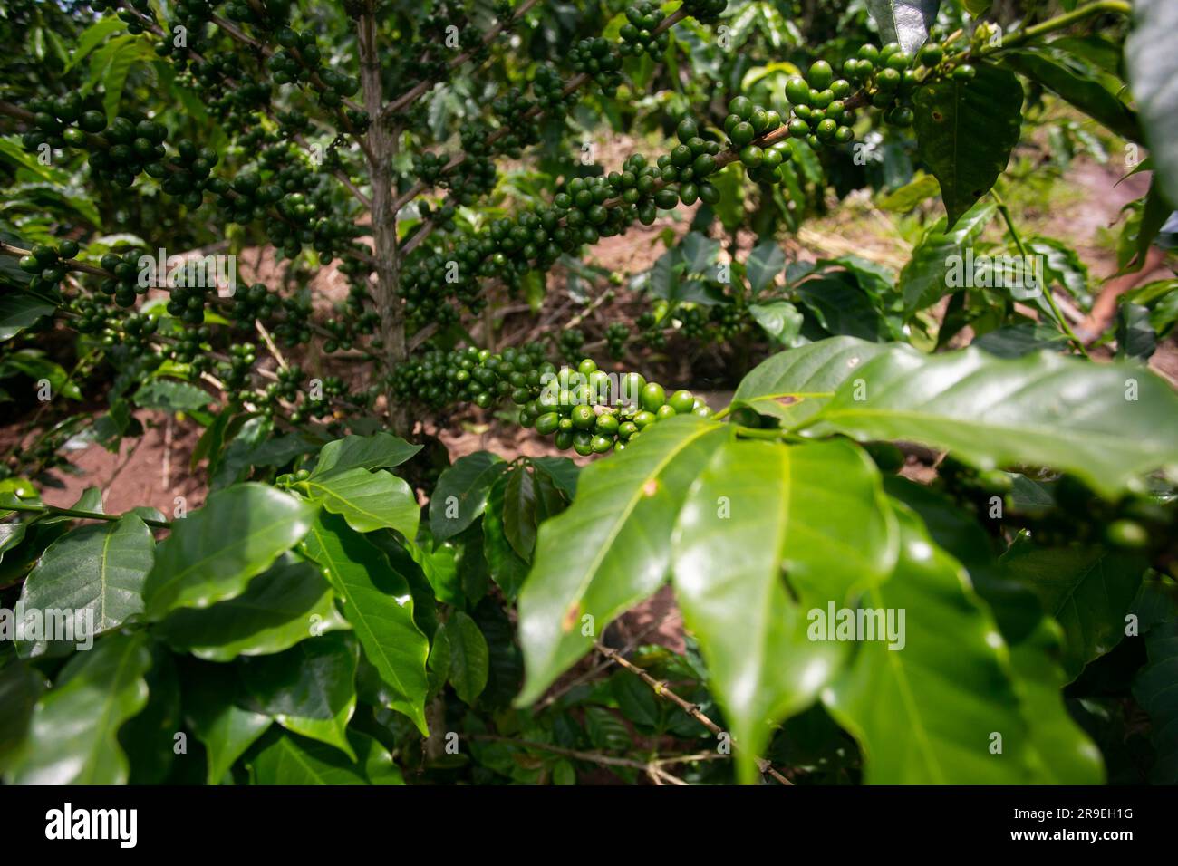 Plantation de café dans la région de Moyobamba dans la jungle péruvienne. Banque D'Images