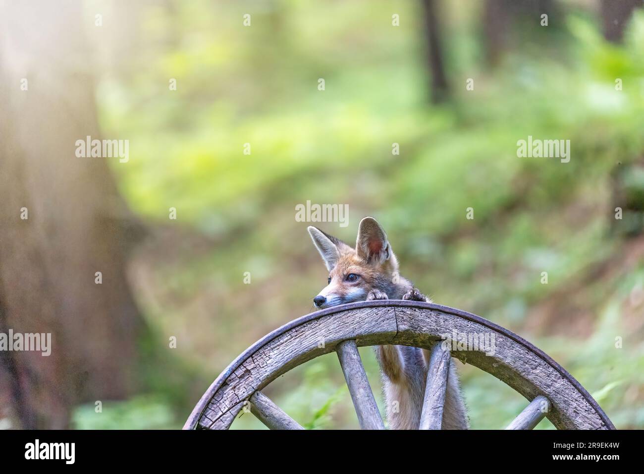 Drôle de renard rouge cub pose avec des pattes sur une vieille roue de chariot en bois dans la forêt. Horizontalement. Banque D'Images