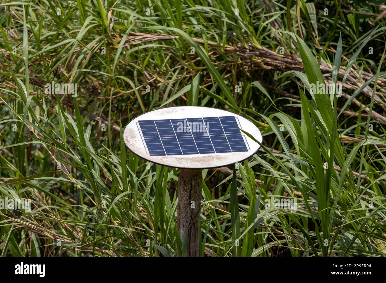 Panneau solaire sur un poteau au milieu de la grande herbe tropicale, Thaïlande Banque D'Images