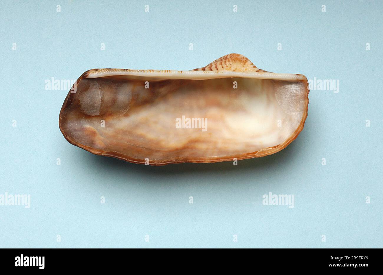 Arca noae, Arcidae Banque D'Images