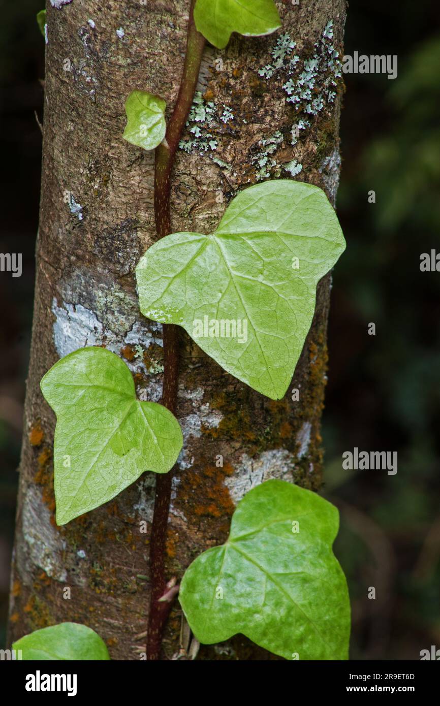 Grimpeur d'Ivy Island (Hedera canariensis) sur le tronc des arbres Banque D'Images