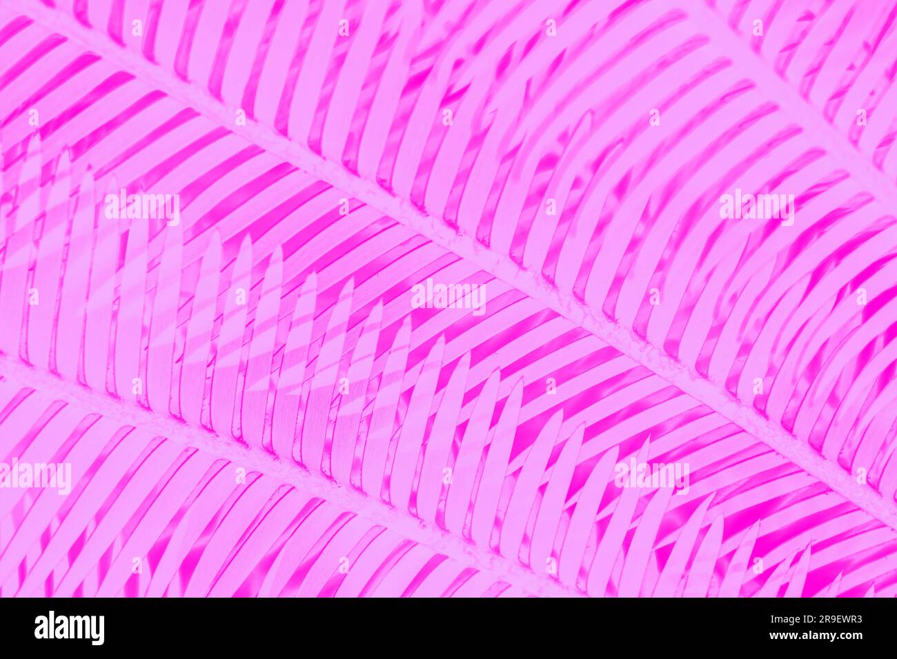 Arrière-plan abstrait de couleur fuchsia rose avec motif feuilles de palmier Banque D'Images