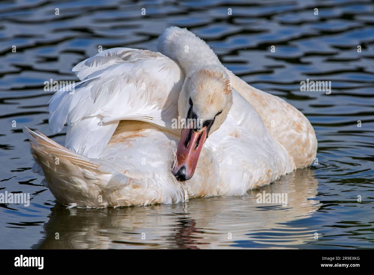 Muet cygne (Cygnus olor) prêchant des plumes tout en flottant dans l'eau du lac Banque D'Images