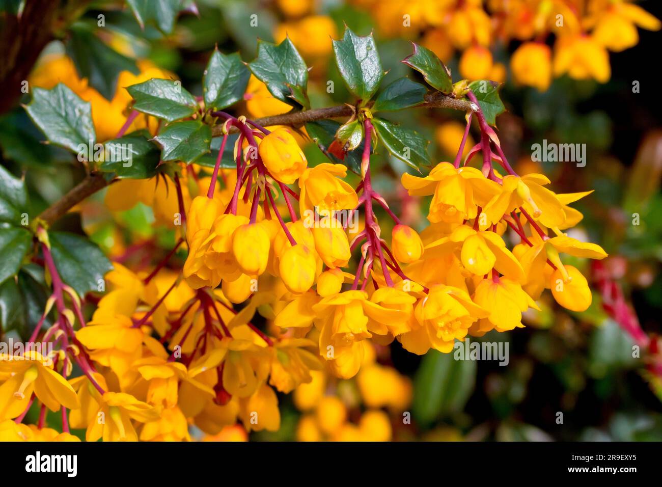 Barberry de Darwin (berberis darwinii), près des fleurs jaune/orange de l'arbuste ornemental couramment planté dans les jardins et les parcs publics. Banque D'Images