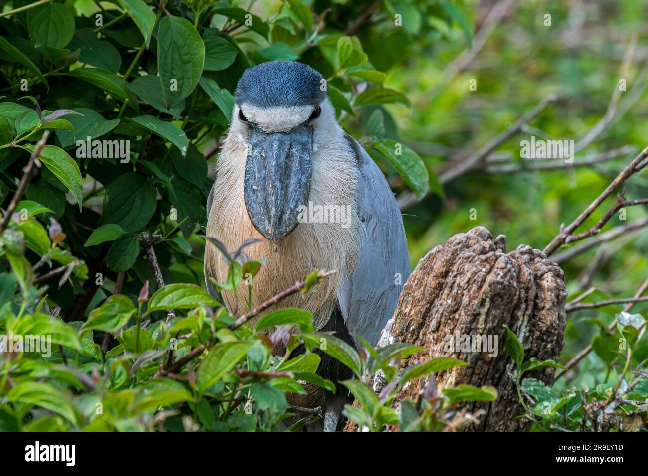 Oiseaux nocturnes du costa rica Banque de photographies et d’images à haute résolution Alamy