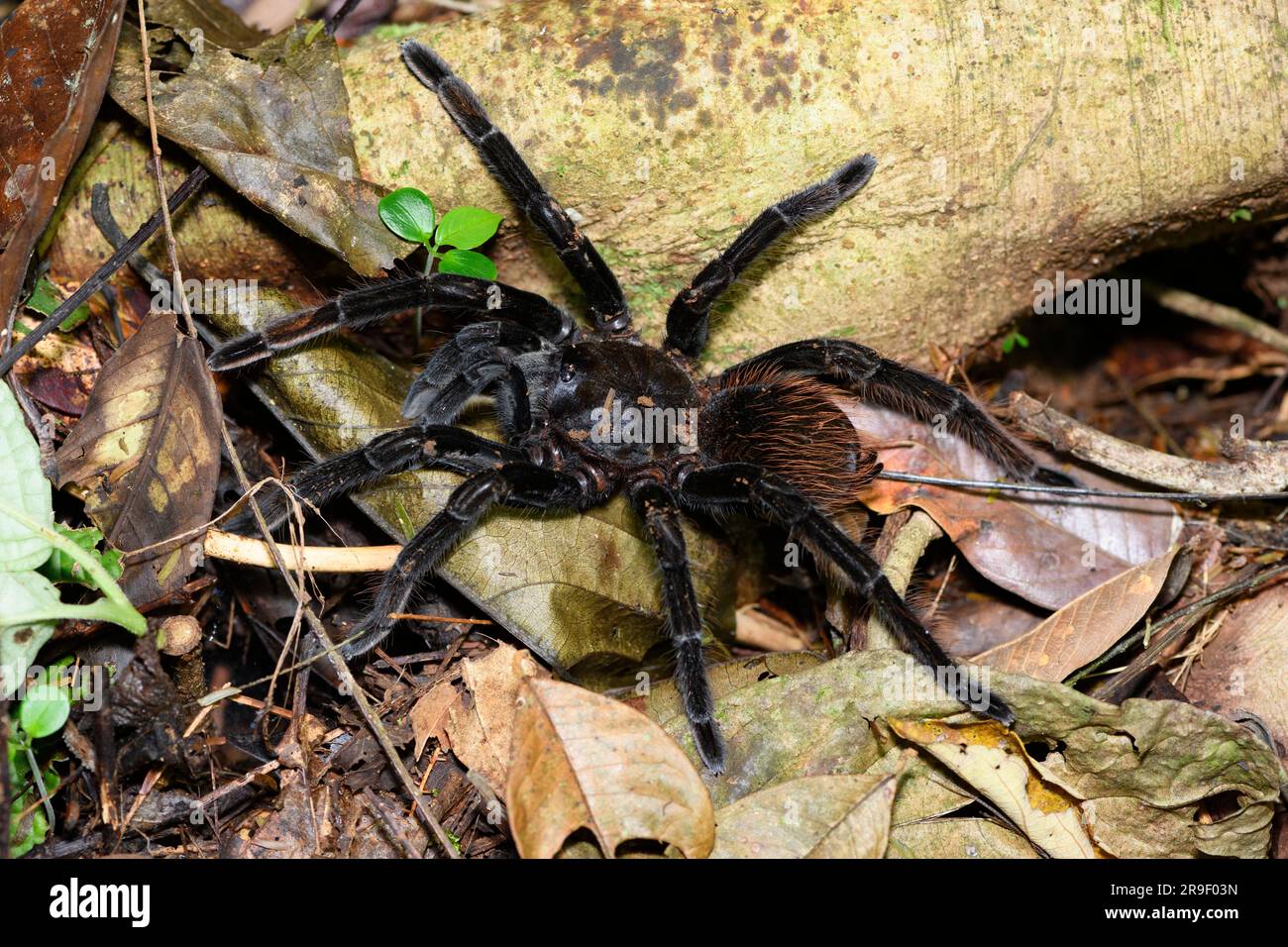 Tarantula (Brachypelma sp.) De Las Arrieras, Sarapiqui, Costa Rica Banque D'Images